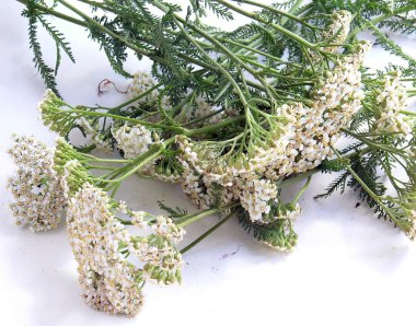 Yarrow herb