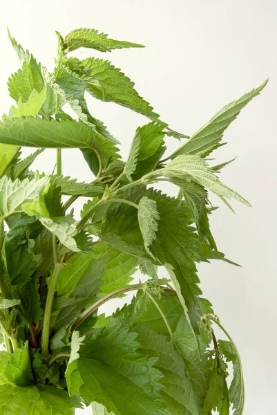 stock image Nettle herb