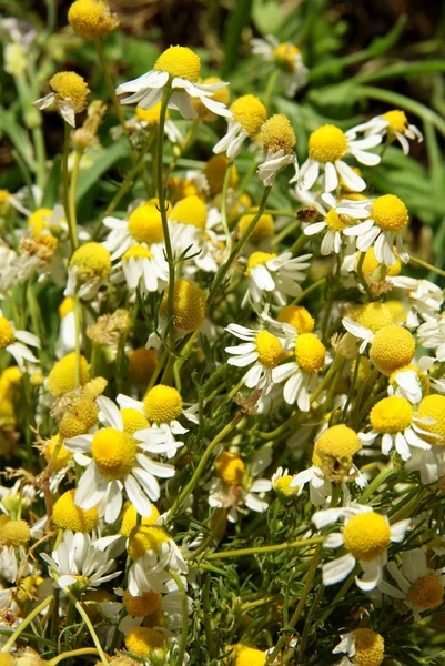 Hierba de manzanilla floreciendo — Foto de Stock