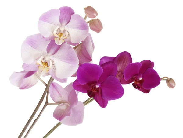 Dvě orchideje — Stock fotografie