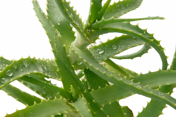 Aloesu roślin jako medycyny naturalnej — Zdjęcie stockowe