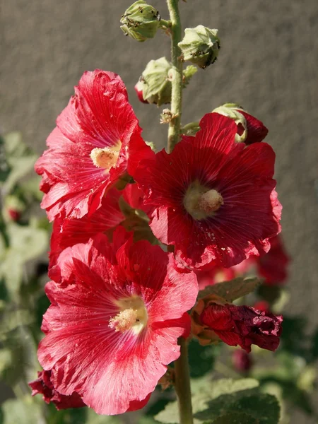 Flores vermelhas de malva — Fotografia de Stock
