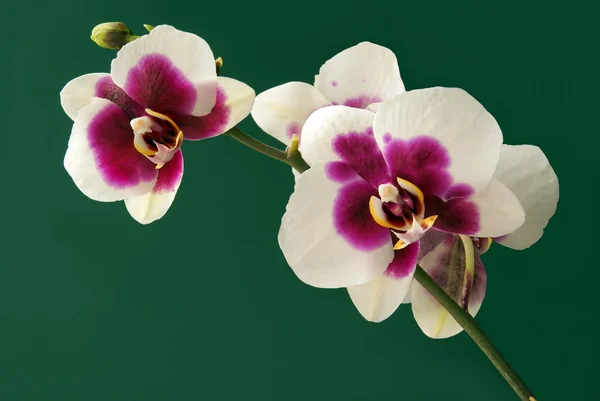 Белые и фиолетовые орхидеи на зеленом фоне — стоковое фото