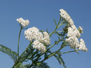 çiçek açan yarrow herb