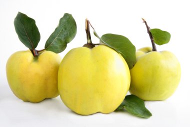 Quinces clipart