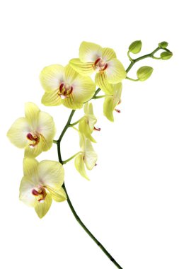 Sarı Orkide