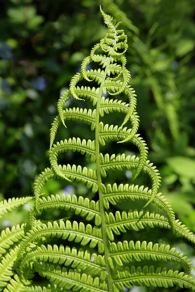 Fern frond close up — Stock Photo, Image
