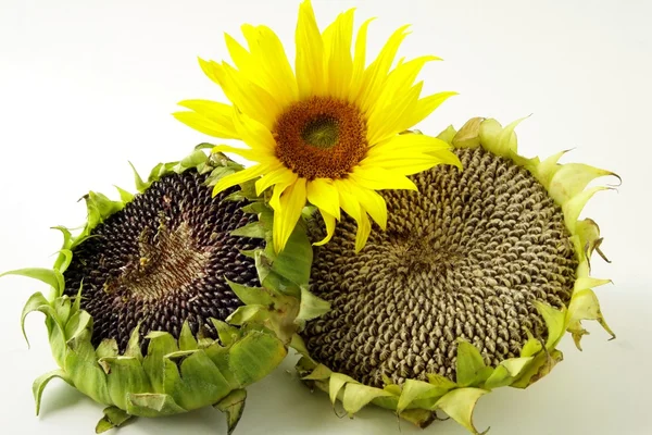 Sunflowers and seeds — Stock Photo, Image