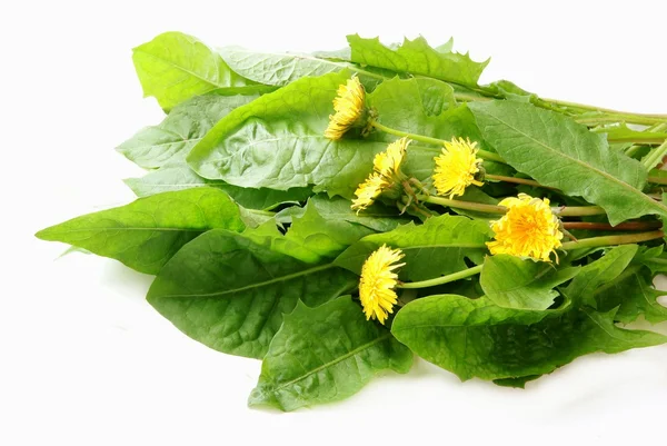 Gröna blad av maskros för spring sallad — Stockfoto