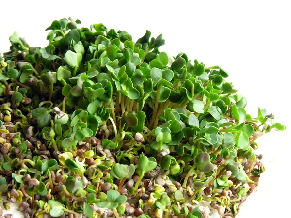 Gérmenes verdes de semillas de rábano — Foto de Stock