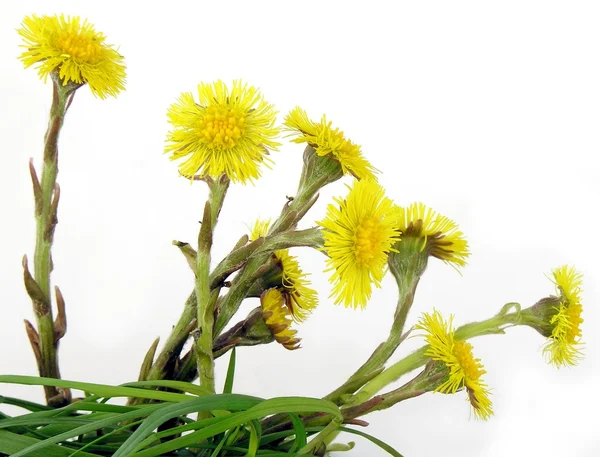 Coltsfoot yellow flowers — Stock Photo, Image