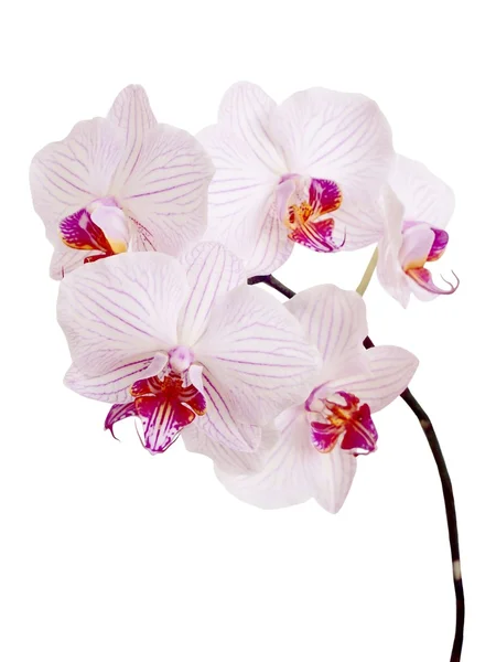 Roze en paarse orchid — Stockfoto