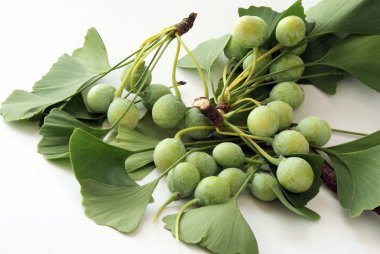 Ginkgo leaves and fruits clipart