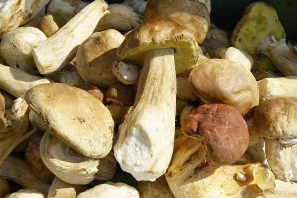 Tasty edible mushrooms — Stock Photo, Image
