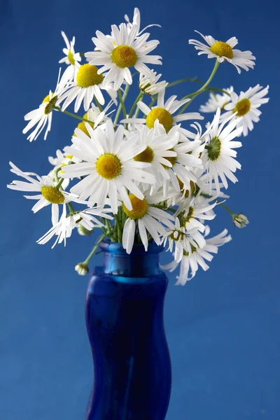 stock image Chamomile white flowers in blue wase