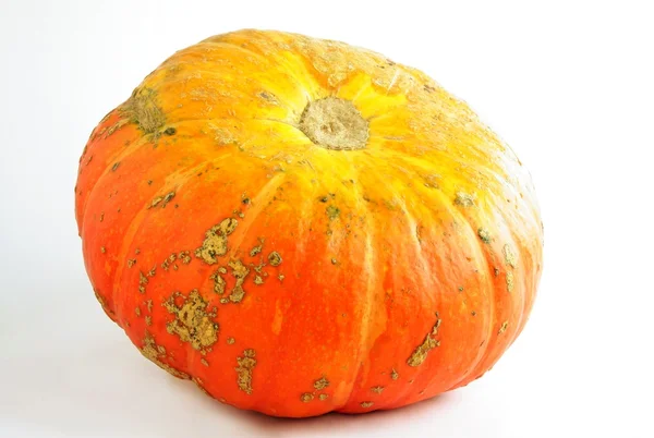 Orange pumpkin fruit — Stock Photo, Image
