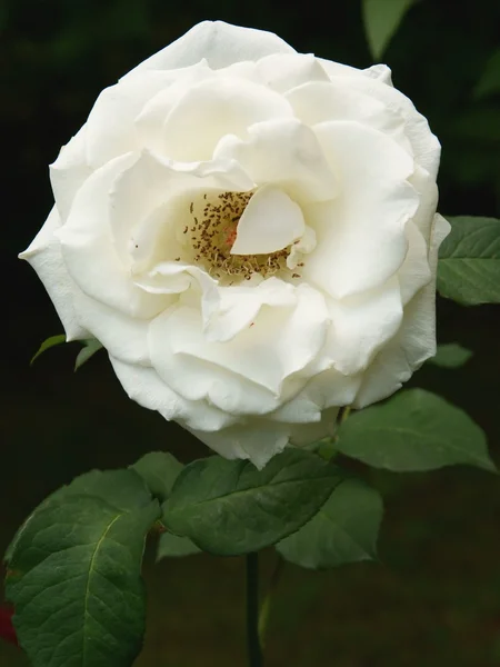 Hübsche weiße Rose — Stockfoto