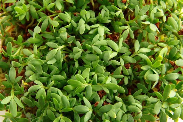 Green sprouts of watercress — Stock Photo, Image