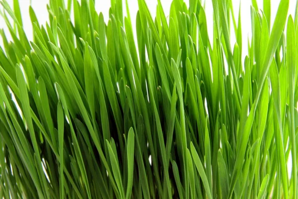 Zielone kiełki nasion pszenicy — Zdjęcie stockowe