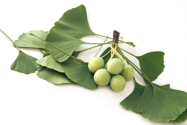 Gingko biloba leaf and fruits — Stock Photo, Image