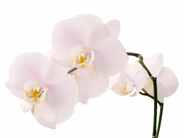 Růžové orchidej květiny — Stock fotografie