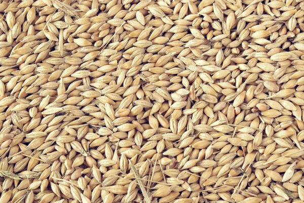 大麦种子 — 图库照片