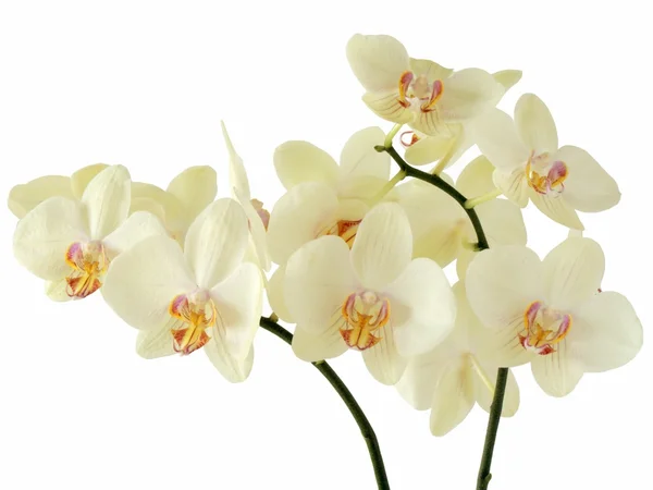 Cremegelbe Orchideen — Stockfoto