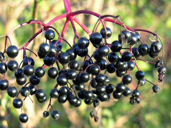 stock image Clusters of elder black berries