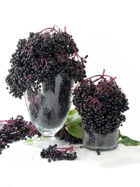 stock image Clusters of elder black berries