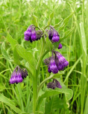 Lila flowers of comfrey herb clipart