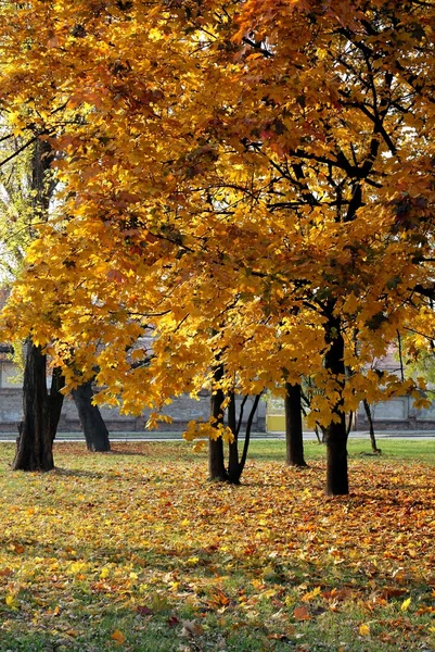 Клен с желтыми листьями осенью — стоковое фото