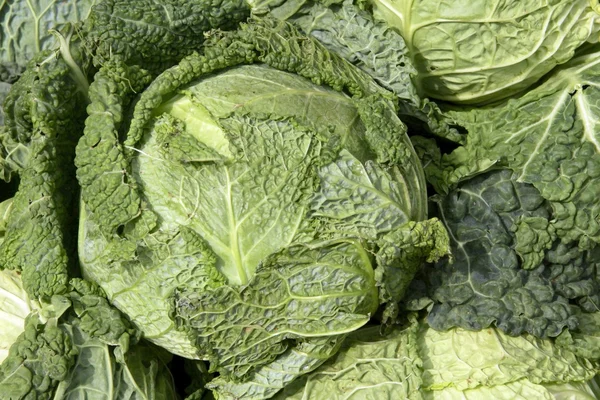 Savoy cabbage green head — Stock Photo, Image