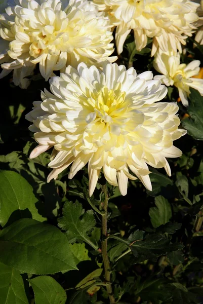 stock image White chrisantemum