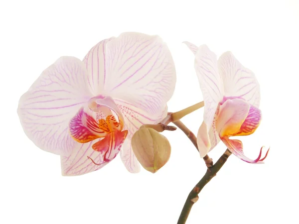 Roze orchidee bloemen — Stockfoto