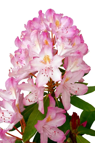 Fiori rosa di rododendro — Foto Stock