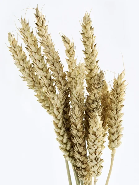 Orecchie di grano maturo con semi — Foto Stock