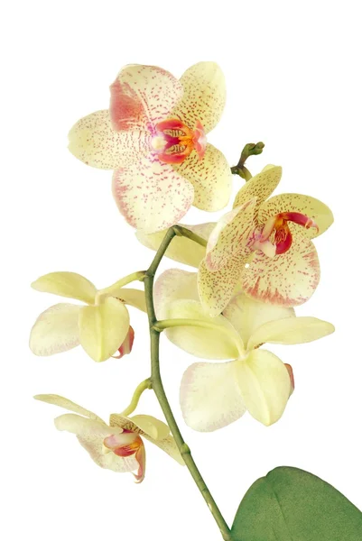 Желтый и красный цветок орхидеи — стоковое фото