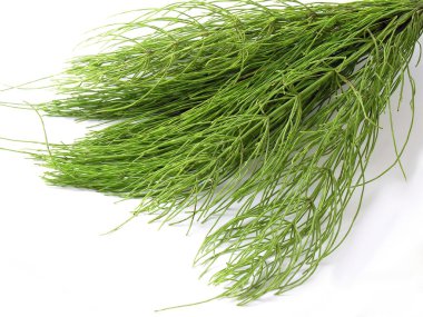 Horsetail herb clipart