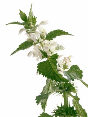 Dead nettle blooming as herb clipart