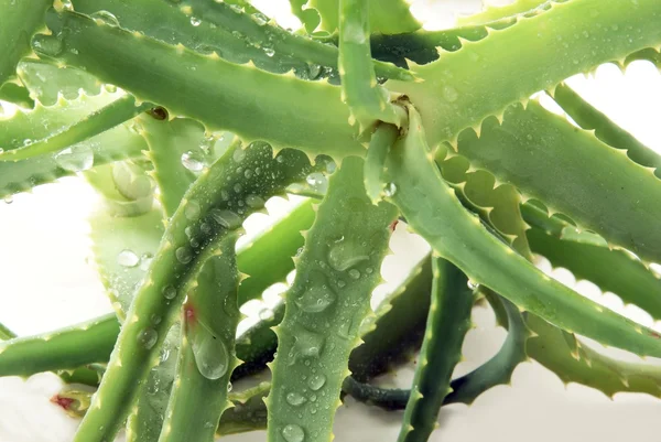 Зеленое растение алоэ как натуральная медицина — стоковое фото