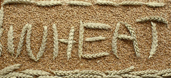 Hojas de trigo, semillas y letras —  Fotos de Stock