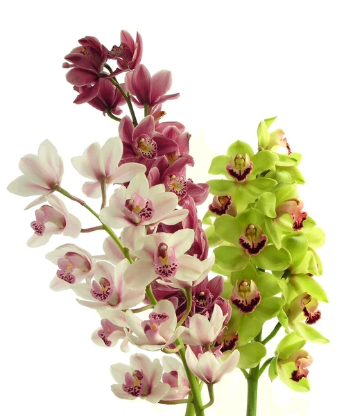 Пози из разноцветных орхидей — стоковое фото