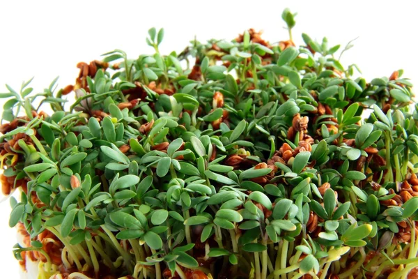 Brotos verdes de erva de flor de cuco — Fotografia de Stock