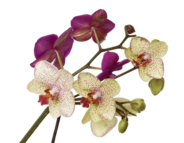 Bukett i lila och gult orkidéer — Stockfoto
