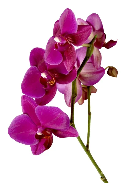 Flores de orquídea púrpura — Foto de Stock