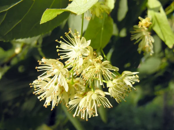 Linden árvore flor de perto — Fotografia de Stock