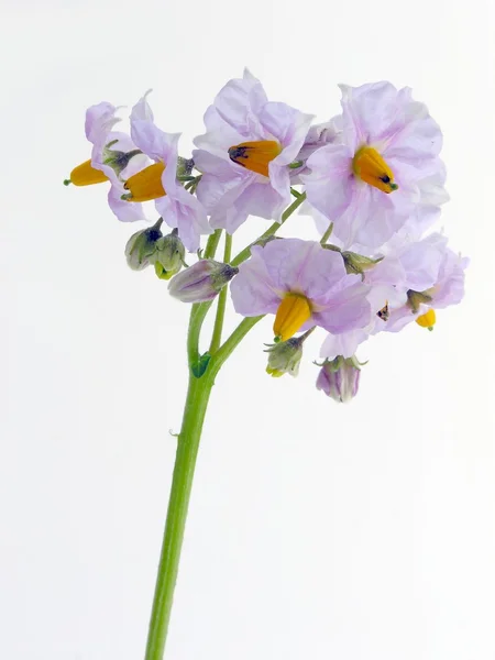 Lila flowers of potato plant — Stock Photo, Image