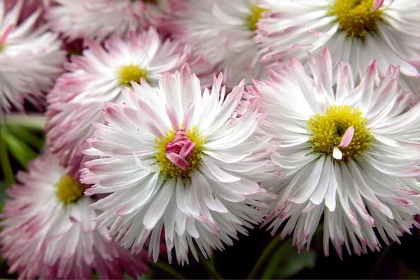 stock image Pink and white flowers of daisy