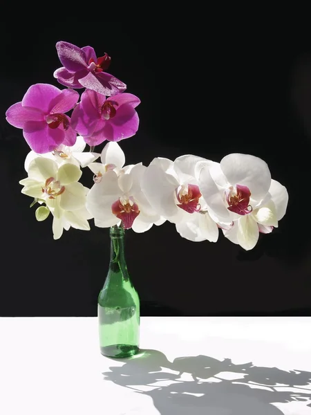 Vit och lila orkidéer i gröna flaskan stilleben — Stockfoto