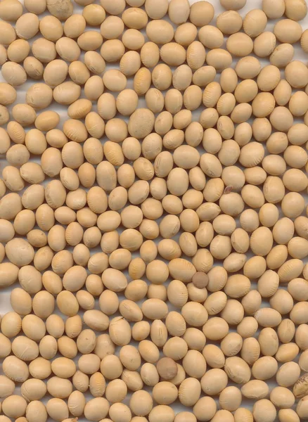 大豆の種子 — ストック写真